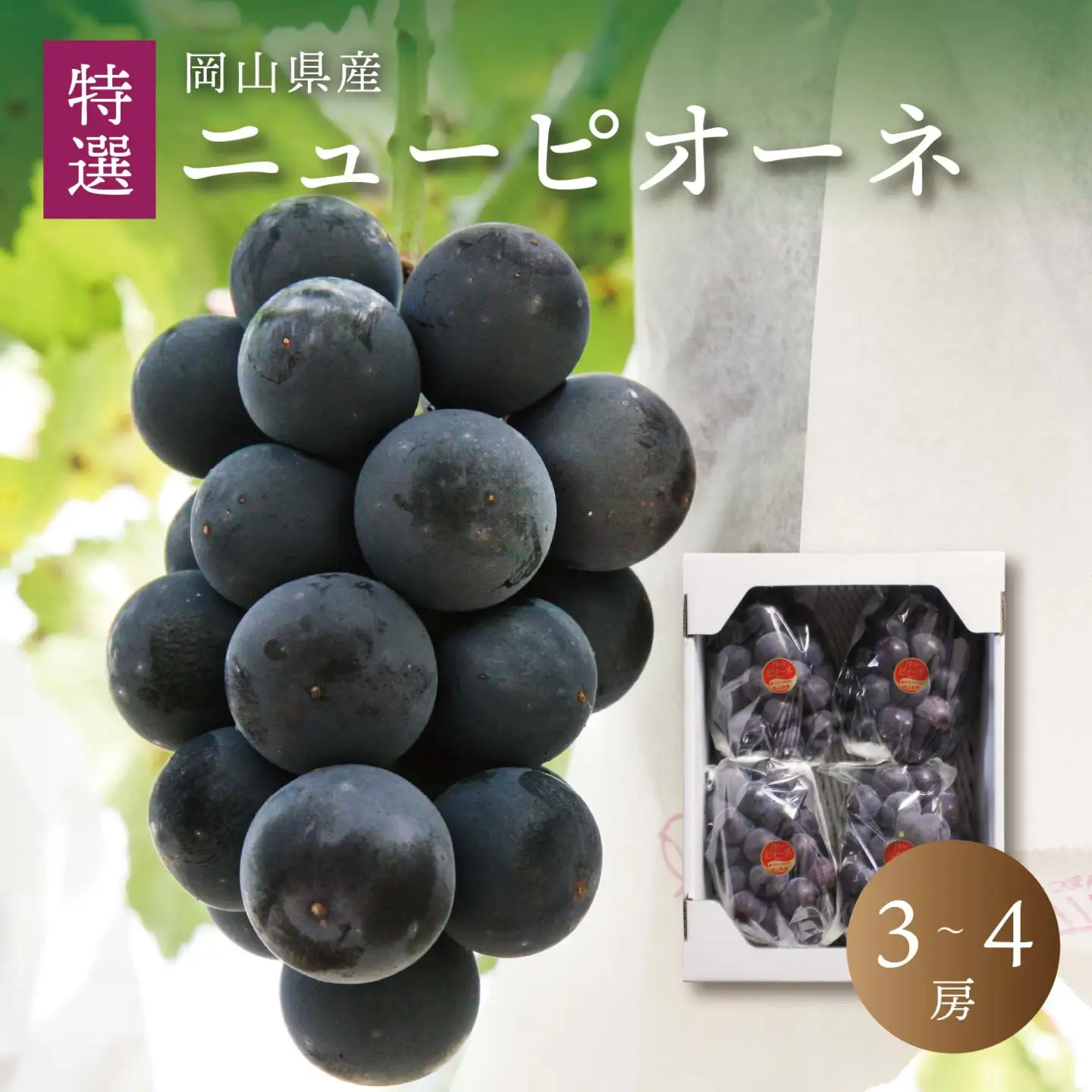 真庭市産 ニューピオーネ 特選 3～4房 / (2026年8月中旬以降発送予定) 【配送不可地域：北海道／沖縄県／離島】【jujy008-02】 