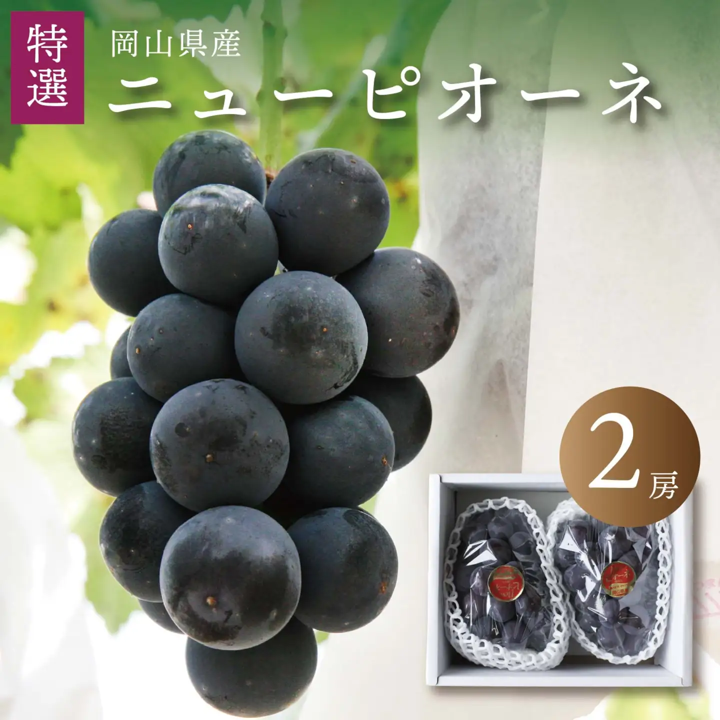 真庭市産 ニューピオーネ 特選大房 2房 / (2026年8月中旬以降発送予定) 【配送不可地域：北海道／沖縄県／離島】【jujy009-02】