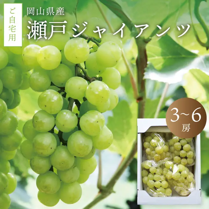 真庭市産 瀬戸ジャイアンツ 自宅用3～6房 / (2026年9月中旬以降発送予定) 【配送不可地域：北海道／沖縄県／離島】 【jujy010-02】