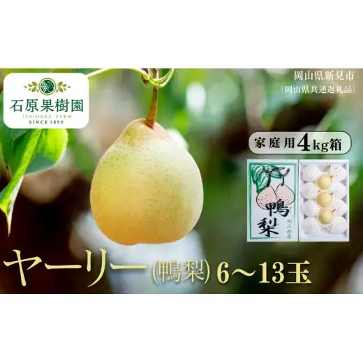 家庭用 ヤーリー(鴨梨) 4kg箱 青秀 6～13玉【先行予約 2026年11月中旬から順次発送】