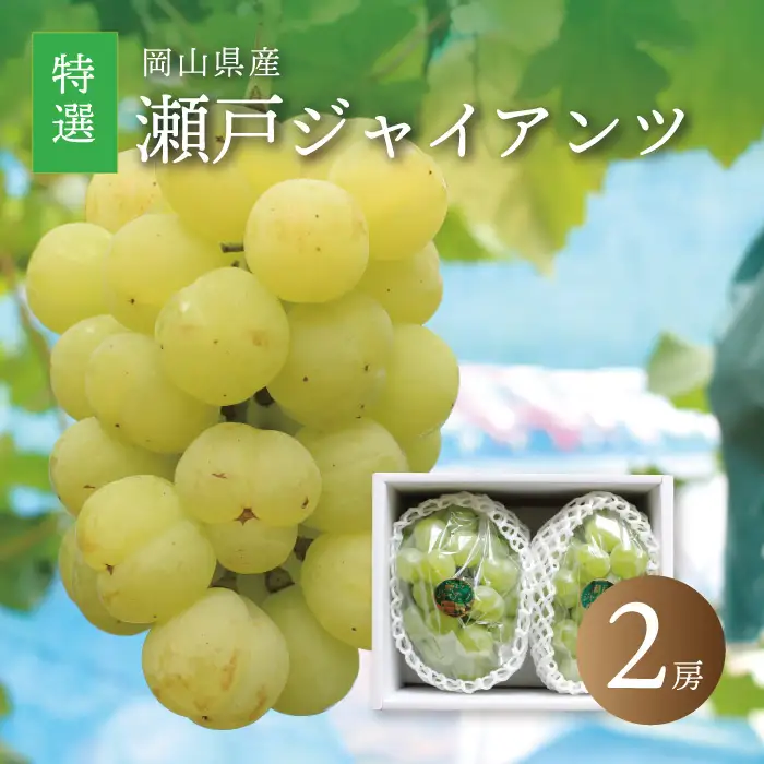 真庭市産 瀬戸ジャイアンツ 大房特選２房 / (2026年9月中旬以降発送予定) 【配送不可地域：北海道／沖縄県／離島】 【jujy011-02】