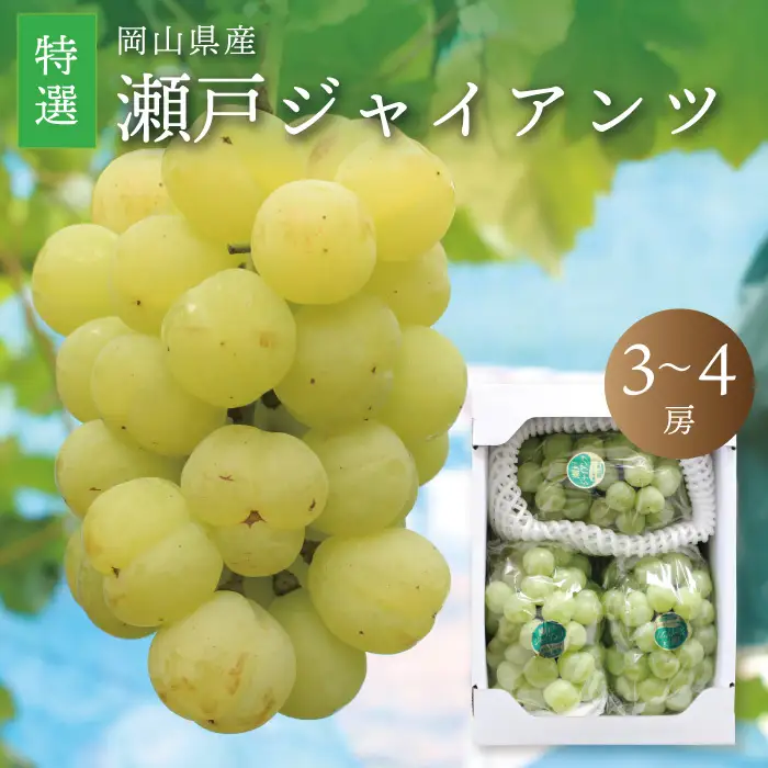 真庭市産 瀬戸ジャイアンツ 特選 3～4房 / (2026年9月中旬以降発送予定) 【配送不可地域：北海道／沖縄県／離島】 【jujy012-02】
