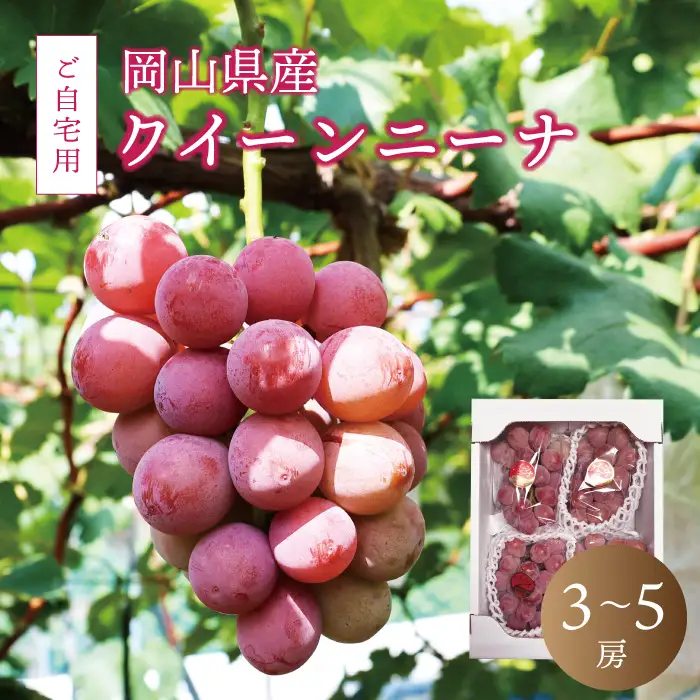真庭市産 クイーンニーナ 2kg前後 / (2026年9月中旬以降発送予定) 【配送不可地域：北海道／沖縄県／離島】【jujy017-02】 