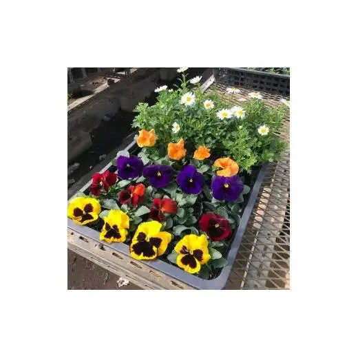 季節の花苗セット