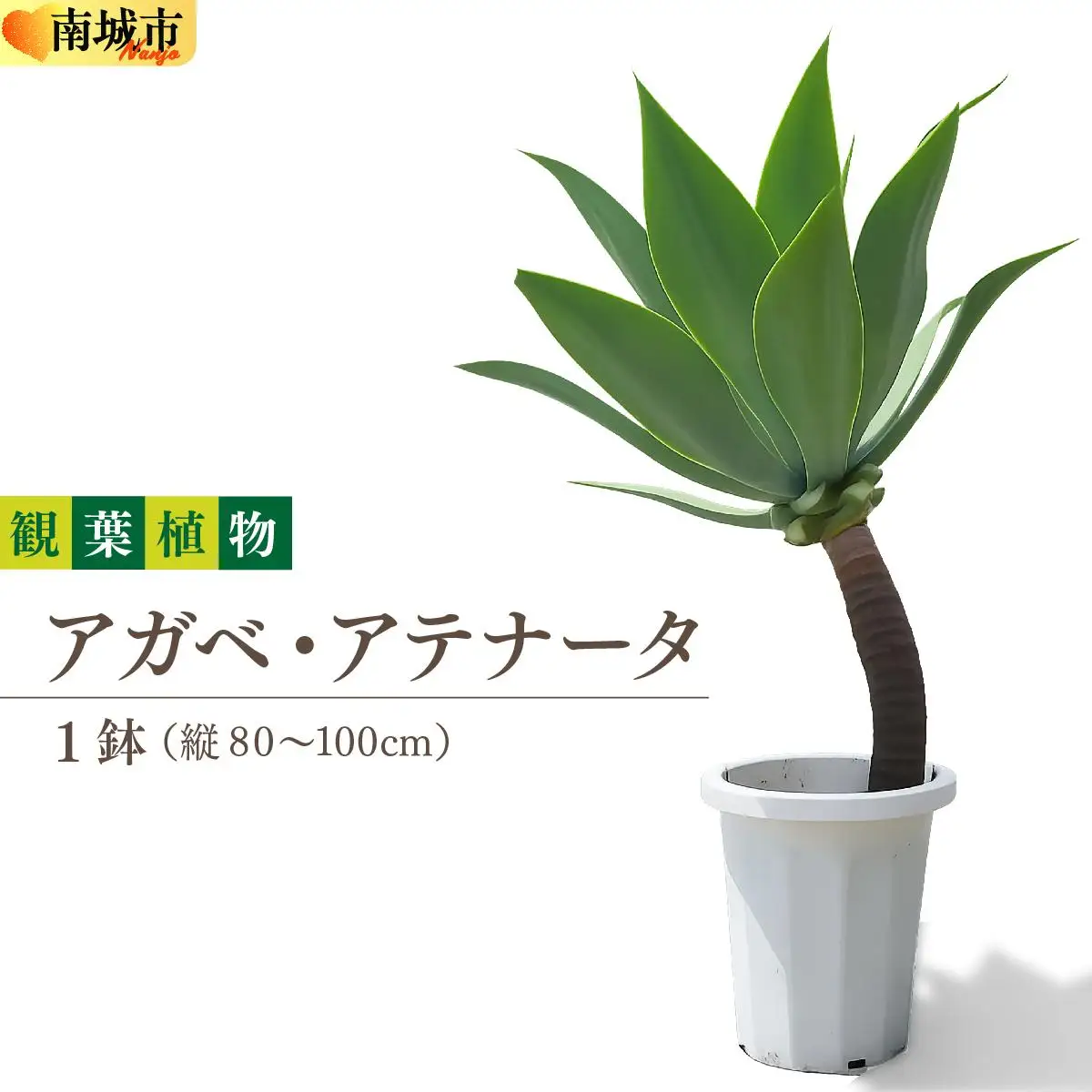 アガベ　アテナータ錦　　大株 アガベ アテナータ （幹立タイプ） – LAND KNOT PLANTS