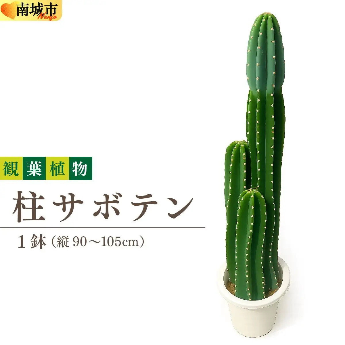柱サボテン   