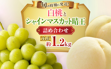 2026年 先行受付 白桃 シャインマスカット 晴王 約1.2kg セット 桃 2玉 ぶどう 1房 岡山