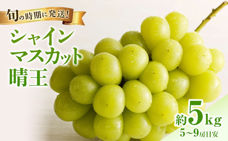 ぶどう 2026年 先行受付 シャインマスカット 晴王 秀品 大房 約5kg(5～9房) 岡山