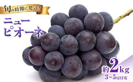 ぶどう 2026年 先行受付 ニューピオーネ 秀品 約2kg(3～5房) 岡山