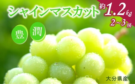【先行予約】【令和8年出荷】おおいたの豊潤シャインマスカット約1.2㎏_2609R