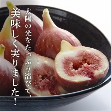 【2026年発送】静岡県掛川産　ミズノ農園の完熟いちじく【桝井ドーフィン】DXパック 500g×2P【配送不可地域：離島・北海道・沖縄県・東北・四国・九州】【1645924】