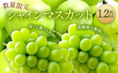 【受付終了】 長崎県産 シャインマスカット 約1.2kg ぶどう フルーツ【2025年8月下旬‐9月下旬迄発送予定】