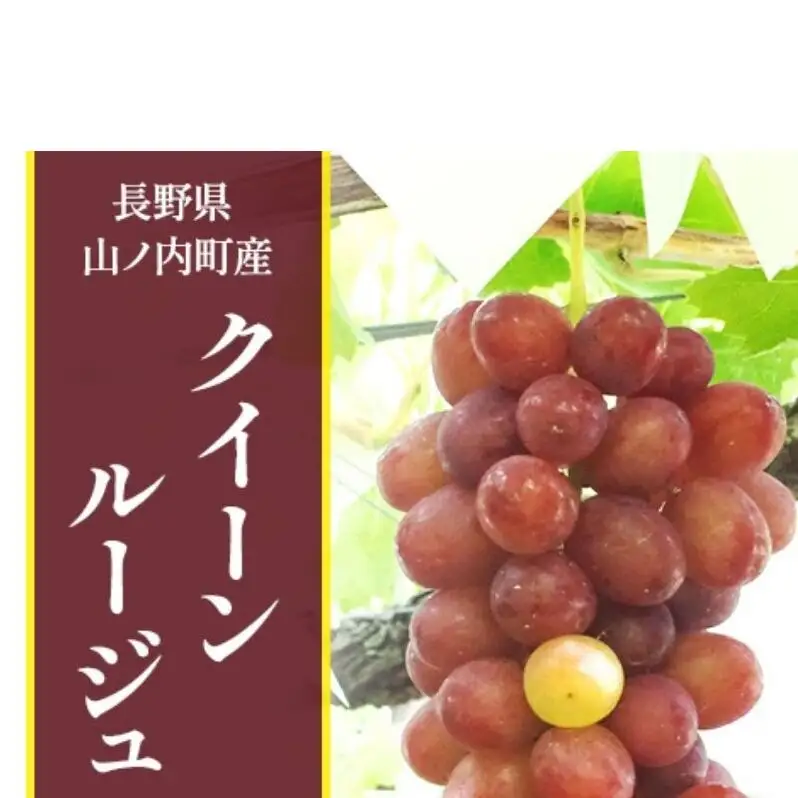 【2026年10月発送】ぶどう 先行予約 クイーンルージュ 2房 約1kg フルーツ 果物 種なし