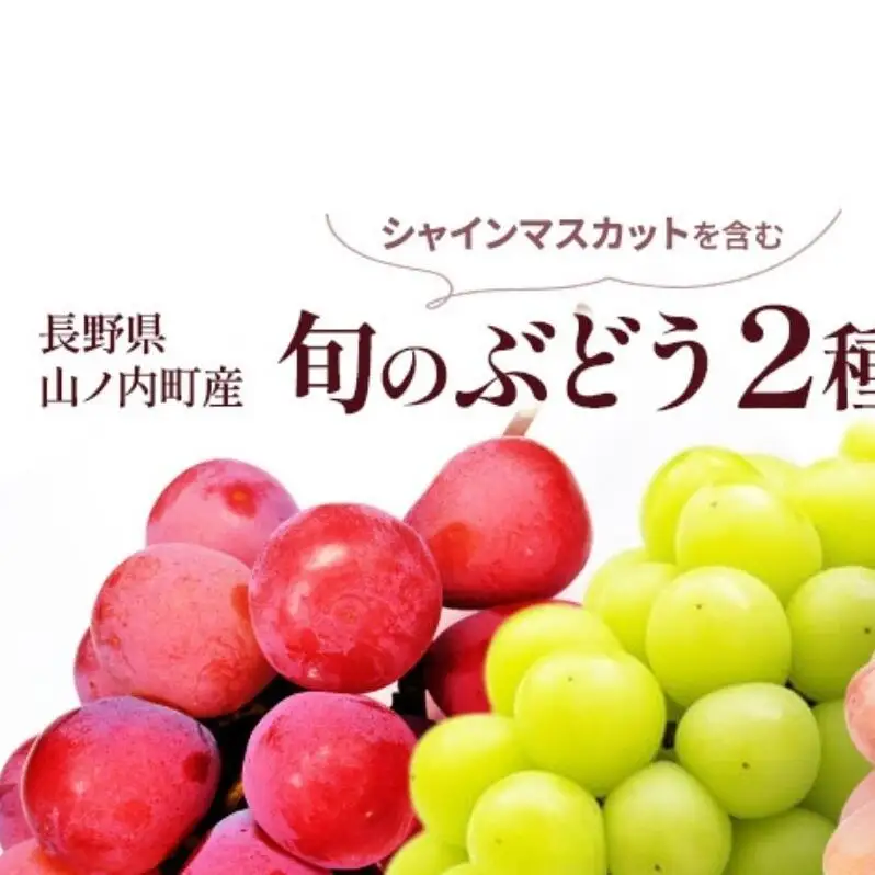【2026年10月発送】ぶどう 先行予約 旬のぶどう2種 食べ比べ シャインマスカット 含む