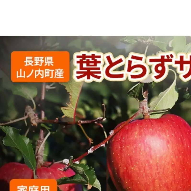 【2026年11月～発送】りんご 先行予約 家庭用 葉とらず サンふじ 約 3kg フルーツ 果物