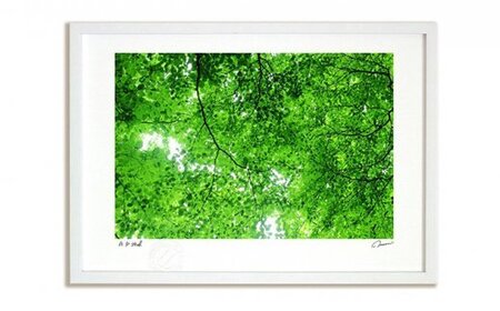 絵画のような質感《アートフォト》木漏れ日（2014）　LLサイズ　【11246-0326】