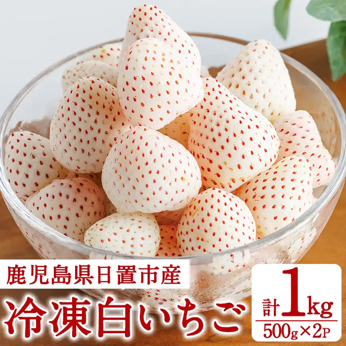 No.646-B 冷凍白いちご(約500g×2袋・計約1kg) 国産 鹿児島 日置市 加工品 苺 イチゴ いちご 冷凍 果物 くだもの フルーツ 小粒 冷凍果実 アイス スムージー シロップ ジャム 冷凍フルーツ 数量限定 【ままりあ農園】