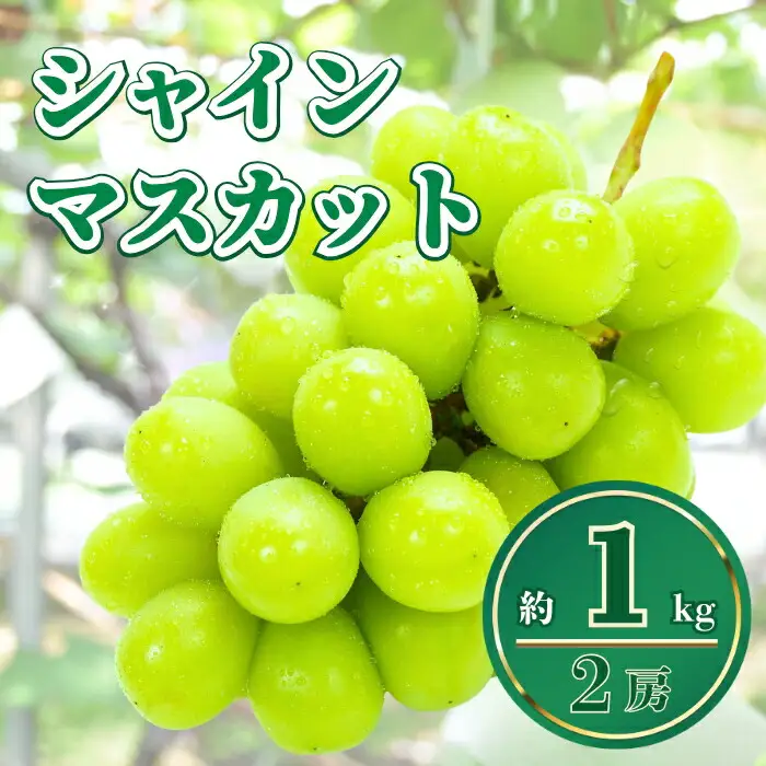 【2026年先行予約】シャインマスカット 約1kg|シャインマスカット ぶどう