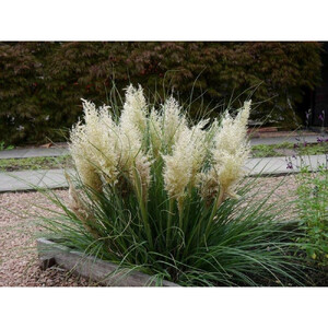 海外から来た矮性 パンパスグラス、タイニーパンパ