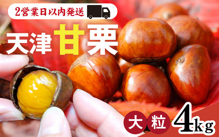 天津甘栗 4kg / 甘栗