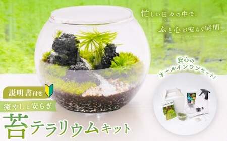 癒やしと安らぎ 苔テラリウムキット 