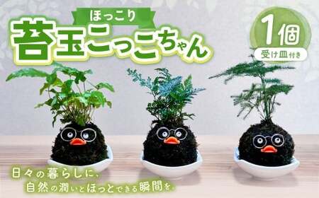 ほっこり 苔玉こけだまこっこちゃん×1個 受け皿付き 苔 コケ 植物 