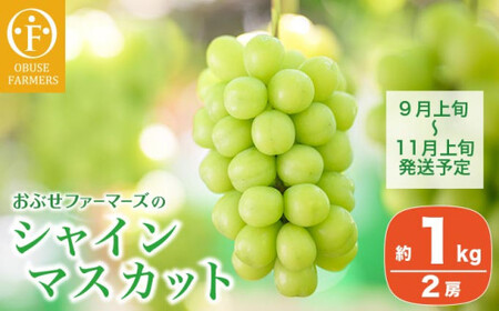 先行受付 シャインマスカット 約1kg 2房 ［おぶせファーマーズ］ 果物 フルーツ ぶどう 葡萄 数量限定 先行予約 長野 信州 令和8年産 【2026年9月上旬～11月上旬発送】[F-26]