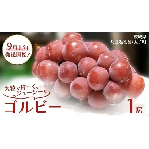 ゴルビー １房【2026年9月上旬発送開始】(茨城県共通返礼品：大子町)