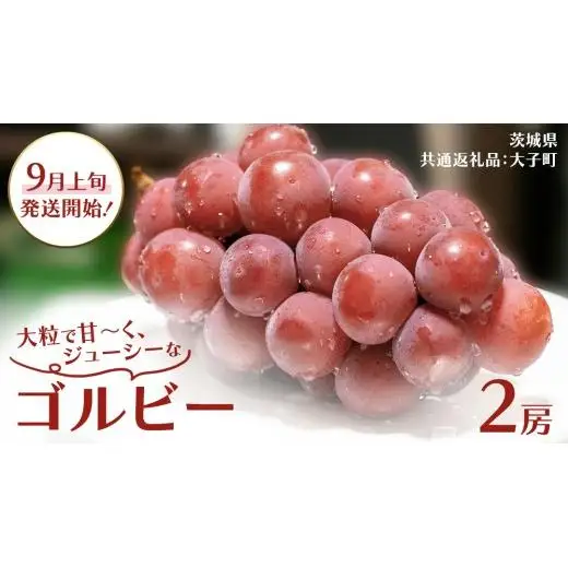 ゴルビー ２房【2026年9月上旬発送開始】(茨城県共通返礼品：大子町)