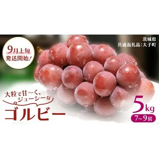ゴルビー 5kg (7～9房)【2026年9月上旬発送開始】(茨城県共通返礼品：大子町)