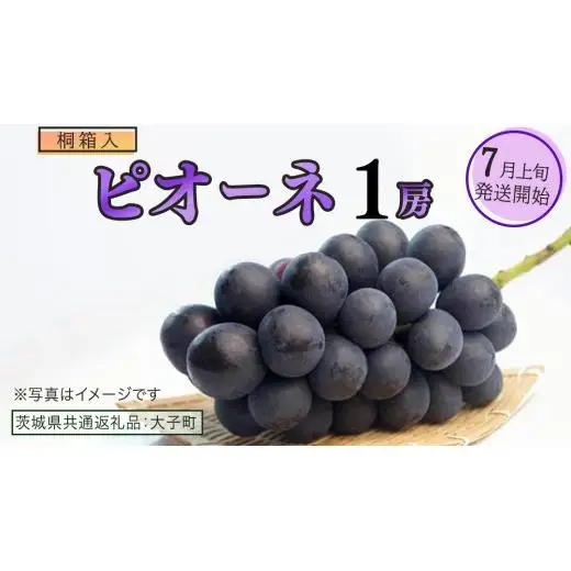 【桐箱入り】 ピオーネ １房【2026年7月上旬発送開始】(茨城県共通返礼品：大子町)