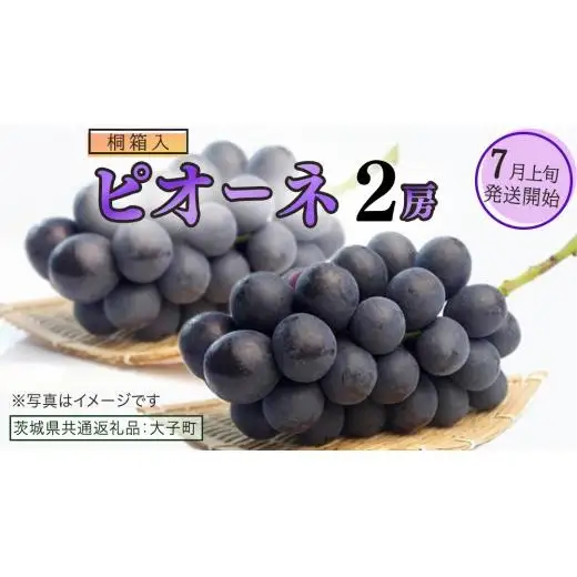 【桐箱入り】 ピオーネ ２房 【2026年7月上旬発送開始】(茨城県共通返礼品：大子町)