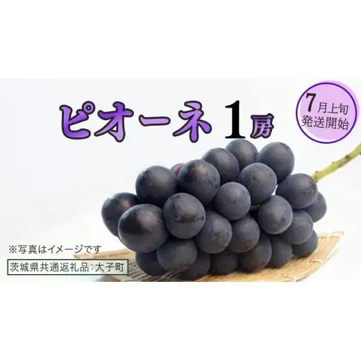 ピオーネ １房【2026年7月上旬発送開始】(茨城県共通返礼品：大子町)