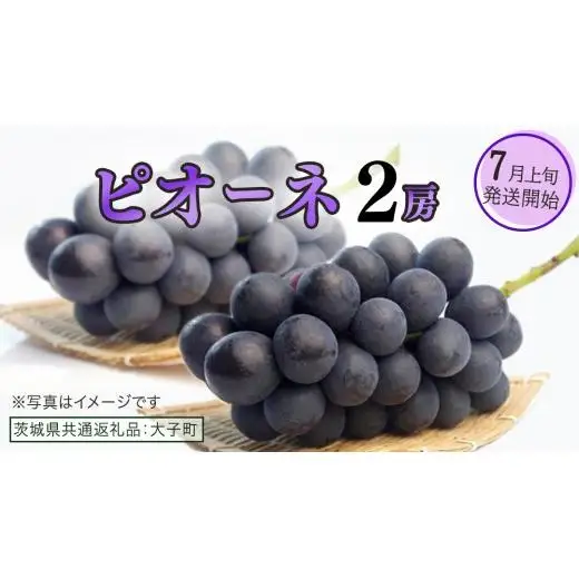 ピオーネ ２房【2026年7月上旬発送開始】(茨城県共通返礼品：大子町)