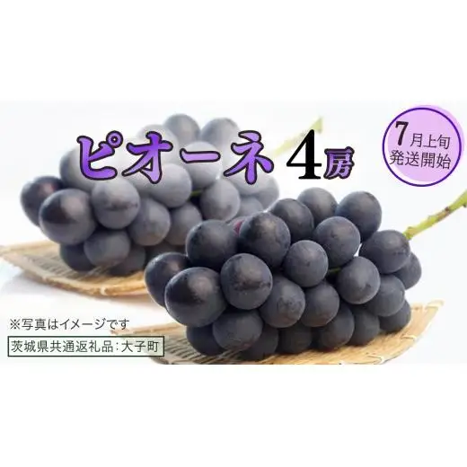 ピオーネ ４房【2026年7月上旬発送開始】(茨城県共通返礼品：大子町)