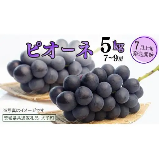 ピオーネ 5kg ( 7～9房 )【2026年7月上旬発送開始】(茨城県共通返礼品：大子町)