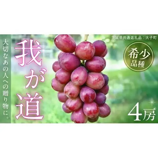 我が道 ４房【2026年9月上旬発送開始】(茨城県共通返礼品：大子町) 