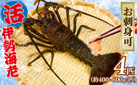 活伊勢海老 4匹 約2kg 【8月10日以降順次発送予定】 伊勢海老