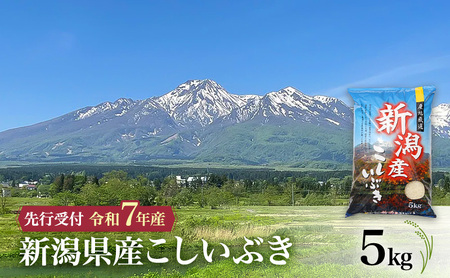 【令和7年産 こしいぶき】新潟県産こしいぶき 5kg 上越市 米 こめ コメ お取り寄せ