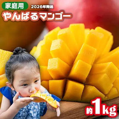 マンゴー【2026年発送】マンゴー家庭用 約1kg