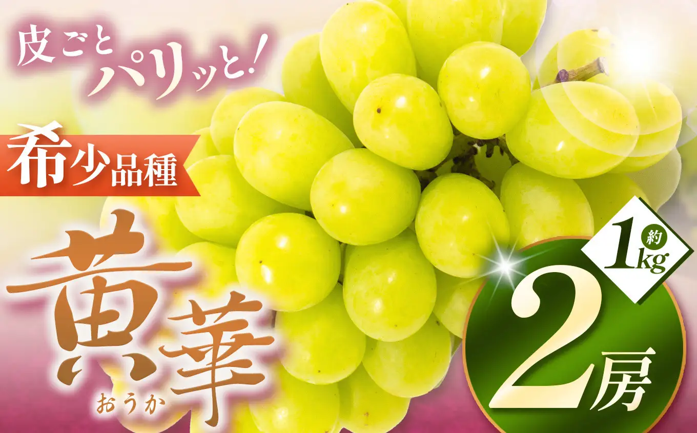 【先行受付】松本生まれの品種 ぶどう 黄華 (おうか) 2房 約1kg