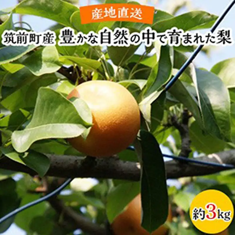 【産地直送】筑前町の豊かな自然の中で育まれた梨 約3kg(5玉～9玉)【梨 なし ナシ 幸水 豊水 秋月 甘太 新高 王秋 愛宕 果物 くだもの 果実 フルーツ 新鮮 フレッシュ 旬 筑前町産 食品 おすすめ 人気 ふるさと納税 福岡県 筑前町 送料無料 AE055】