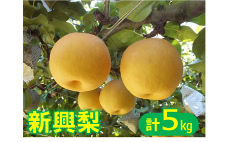 鳥取県産梨「新興梨(しんこうなし)」 5kg  【10月中旬頃から順次発送】