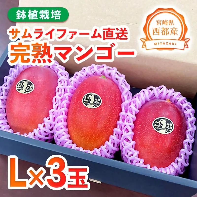 【先行予約】西都産完熟マンゴー Ｌサイズ×3個 鉢植栽培 宮崎県西都産 サムライファーム 2026年発送＜24-4a＞