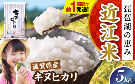 【スピード発送】キヌヒカリ 5kg 白米 [AQDH003] きぬひかり 白米