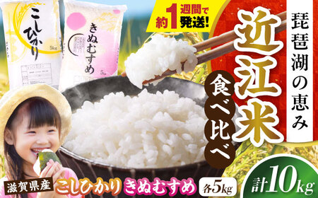 【スピード発送】コシヒカリ・きぬむすめ白米食べ比べセット [AQDH007] こしひかり 白米