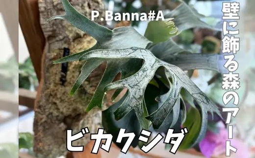 ビカクシダ(コウモリラン)バンナ#A P. Banna#A