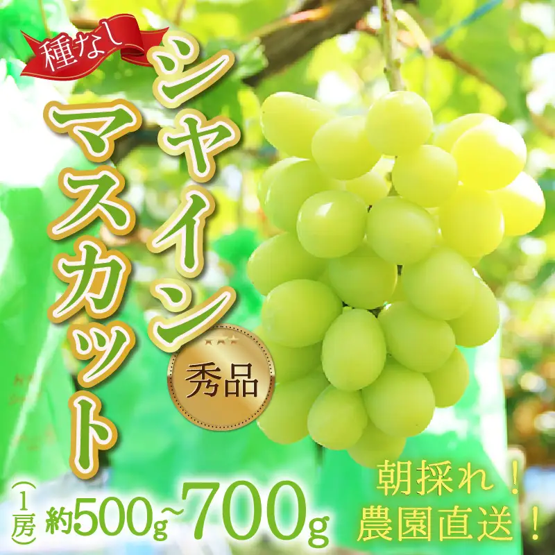 【先行予約】【種なし】上野梨園のシャインマスカット 1房 約500～700g【上野の葡萄】 / ぶどう フルーツ 果物 くだもの 贈答 お土産 種なし 旬 皮ごと食べる 　美容 ぶどう狩り 巨峰に負けない 爽やかな甘さ 大粒 新鮮 朝採れ 厳選※2026年9月上旬より順次発送 [aw077-a010]