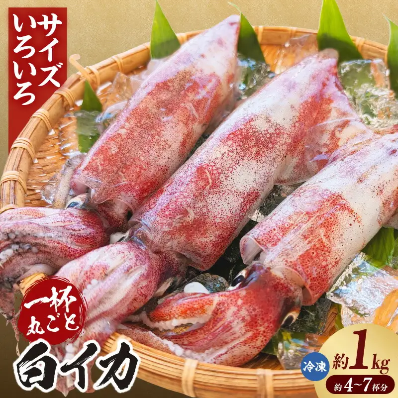 白イカ 約1kg 4-7杯程度入 不揃い 冷凍 いか イカ 74-31