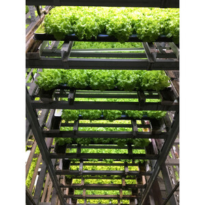 Osaka Agri Marche フリルレタス・バタビアレタス